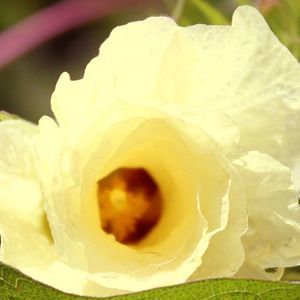 Meet your Posher, Natasha